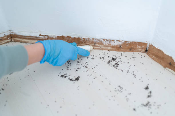 Best Affordable Exterminators  in Pawcatuck, CT